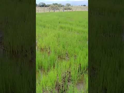 La siembra de arroz , Vereda San Miguel.  Tolima