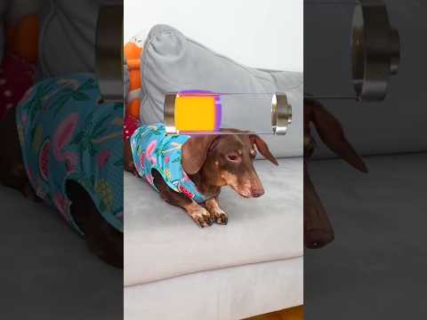 Bittu's battery is low. #viralshorts #youtubeshorts