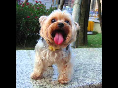 Sandy Rivera - Dirty Sax  2011