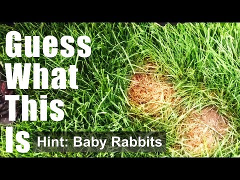 What To Do If You See A Rabbits Nest On Your Front Lawn