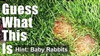 What To Do If You See A Rabbits Nest On Your Front Lawn