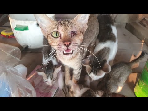 Pity the blind cat who is raising 5 kittens.