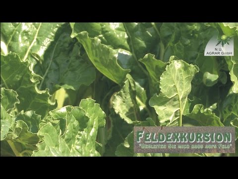 46. Feldexkursion: Zuckerrüben werden krank - NU-Agrar, 13.07.2016 (sugar beets, Cercospora)