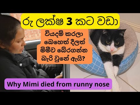 In loving memory of Mimi | Why and how my cat died from runny nose