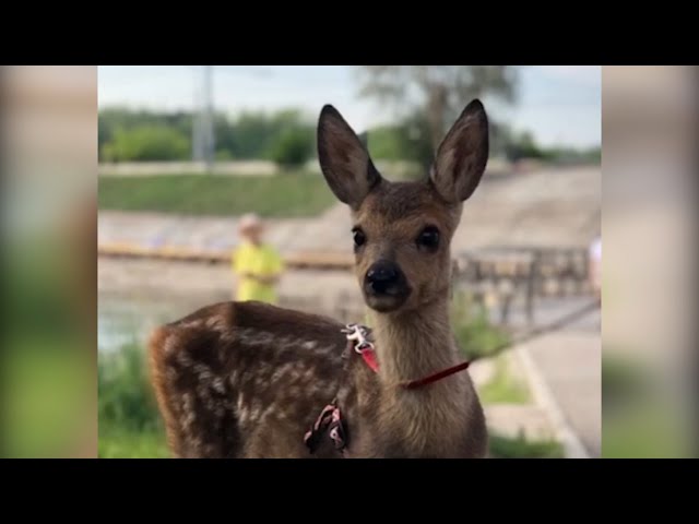 Оленёнок по имени Бэмби
