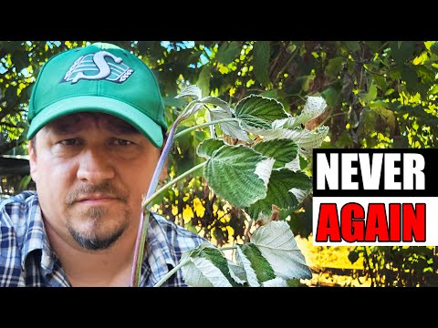 Solutions To Blossom End Rot In Tomatoes etc