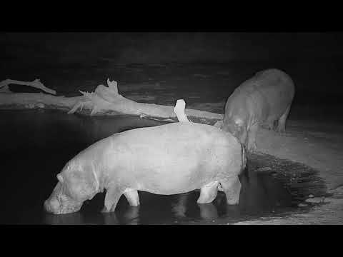 Djuma: Both Hippos return to pan before midnight - 23:37 - 09/25/19