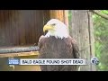 Bald Eagle found shot dead