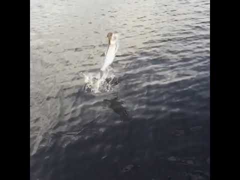 Tarpon on Fly