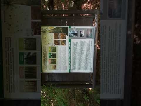 Międzygórze - przyroda nad wodospadem "Wilczki"