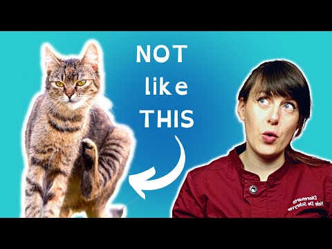 How to Know if Your Cat Has Fleas (without seeing them!!) | VET ADVICE