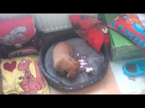 Jak oduczyć psa gryzienia