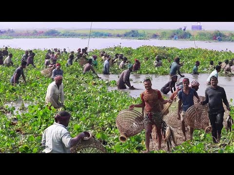Fishing at Lake | Fishermen Happy After Catching Lots of Fish | মাছ ধরার মজা Video