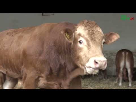 Żywienie opasów na sucho: na czym to polega i jakie są zalety?