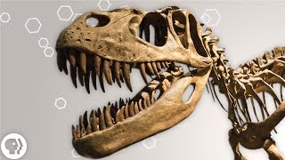 Dissecting a Dinosaur Brain (sort of)