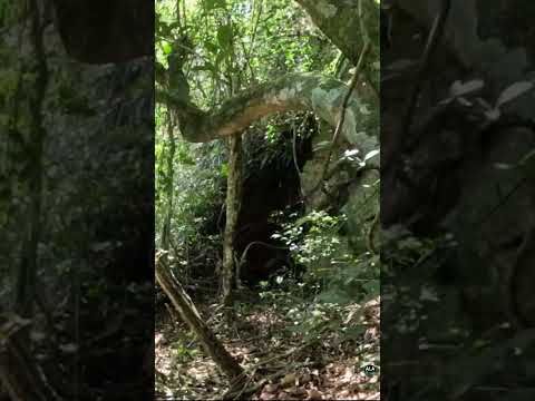 SUBIMOS O ROCHEDO DO ELEFANTE! Você teria coragem?  #turismo #patrimonionacional #noticias