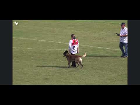 D&C’s Bravo IGP3 FH Protection at FCI IGP World Championship 2022