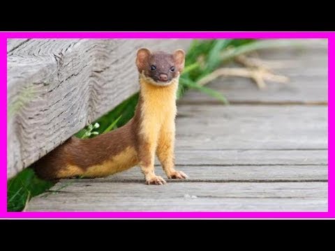 12 Astuces Simples et Efficaces Pour Se Débarrasser d'une Fouine.