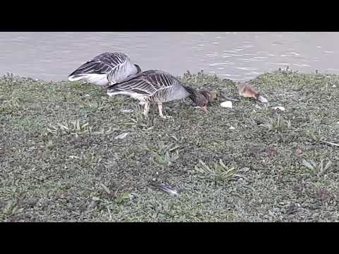 Gänse im Englischen Garten 2019 1