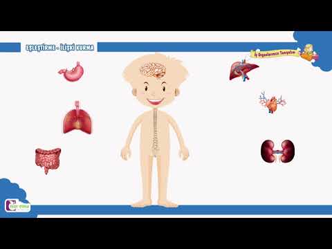 İç Organlarımız - Okul Öncesi Eğitim
