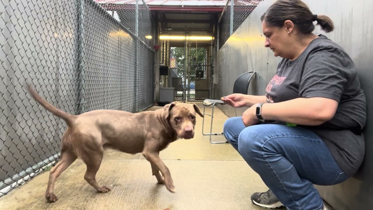 Enlarge Chantelle, a Adoptable mixed breed in Chicago, IL video 5/5