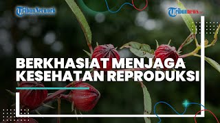 Dapat Menurunkan Kolesterol dan Diet, Ternyata Bunga Rosella Mampu Menjaga Kesehatan Reproduksi