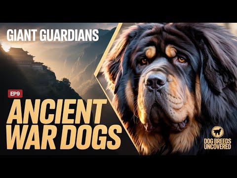 Giant Guardians EXPOSED: Ancient War Dogs Still Living in Our Backyards 🐶🛡️ #dog #pets