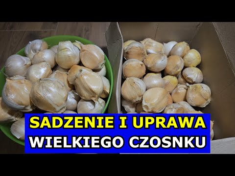 Be sure to plant this garlic in the fall. How to plant and grow elephant garlic. Growing large ga...