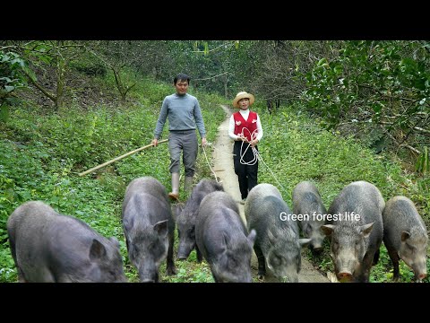 Robert and Mai moved all the pigs from the mountain to the new pigsty. Green forest life 