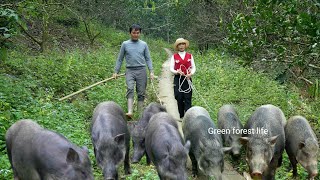 Robert and Mai moved all the pigs from the mountain to the new pigsty. Green forest life 