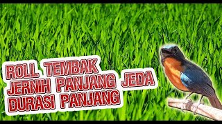 Download lagu HILL BLUE FLYCATCHER (CYORNIS BANYUMAS) BIRD SOUND - SOUND LIKE SHOT mp3 Download lagu HILL BLUE FLYCATCHER (CYORNIS BANYUMAS) BIRD SOUND - SOUND LIKE SHOT mp3