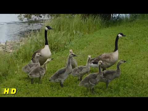 Amizing natural sound sowan video