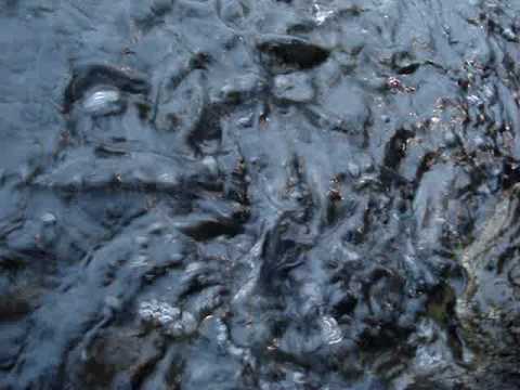 Tilapia Feeding Frenzy by Lyubaka