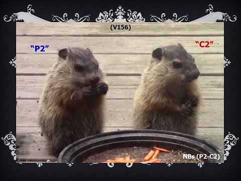 V156: “Print 2 (P2)” and “Cess 2 (C2)”, two baby woodchucks (groundhogs), are spending time together