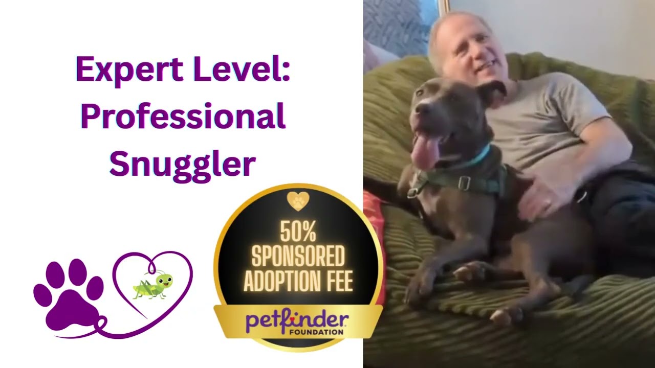 Enlarge Cricket, a Adoptable Pit Bull Terrier in Fairfax, VA video 6/6