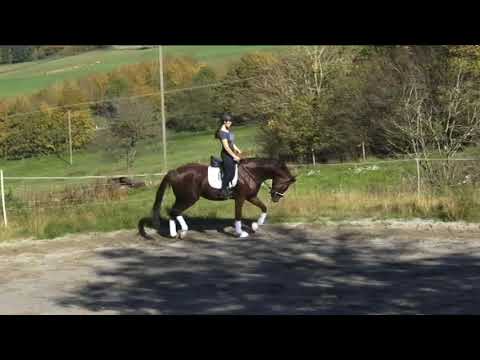 BM Sportpferde/Schröder Sir Donnerhall aus Don Gregory geb. 2012/ 1,72