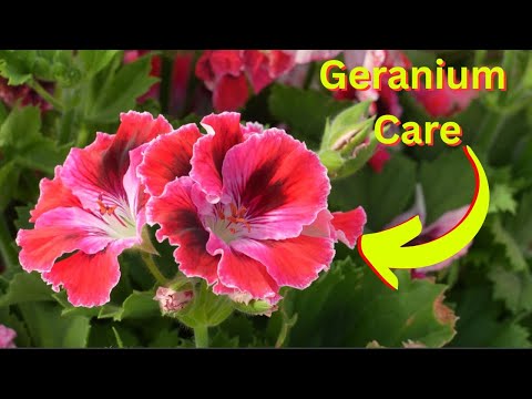 Geranium Care | How to, Tips, Tricks, and Hacks