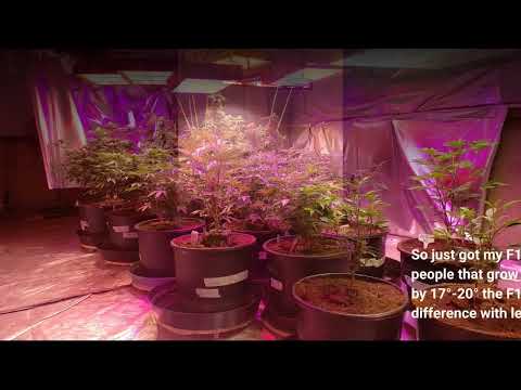 COB LED Plant Grow Light Full Spectrum-Overview