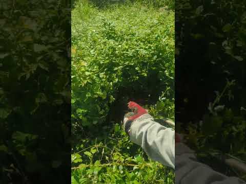 No meio da Silvas nunca prende