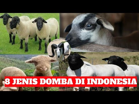 , title : '8 JENIS DOMBA YANG ADA DI INDONESIA'