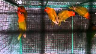 preview picture of video 'Love bird jatingaleh, semarang'