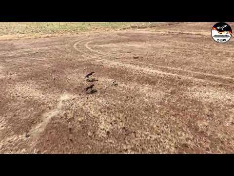 LIEBRES Y GALGOS CYL  TEMPORADA 25 26   0.1