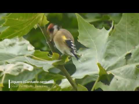 Vídeo de Carduelis carduelis. <em>© César Fernández González