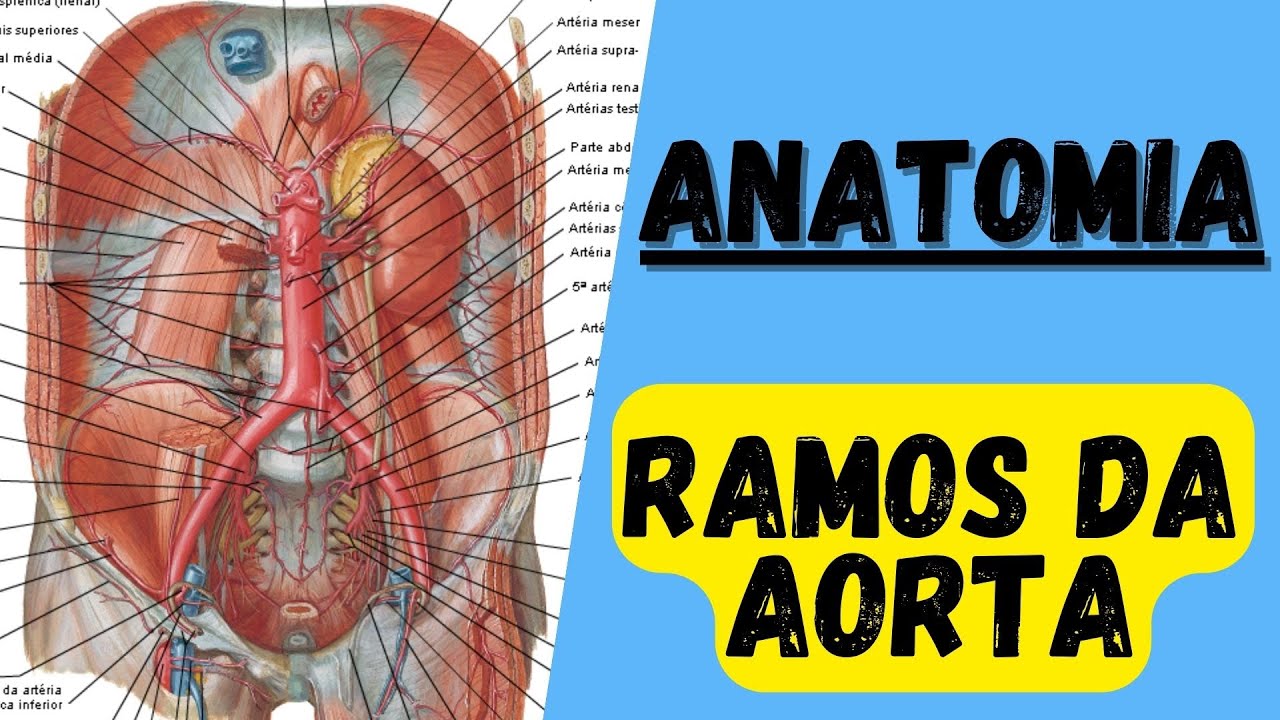 Ramos da artéria AORTA (ascendente, arco da aorta, descendente)  - Anatomia humana