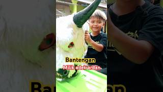 Download lagu Bantengannya Ardan mau tampil #bantengan #shortsviral #jaranan #semuaorang #barongan #funny mp3