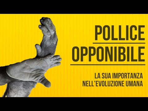 The opposable thumb: its importance in human evolution