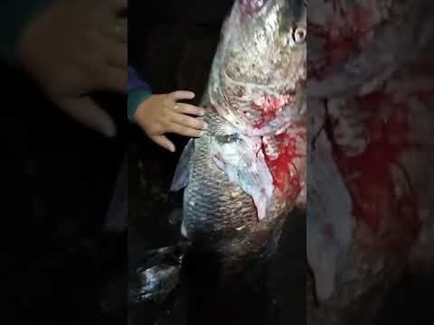 Miraguaia 37kg molhes da barra rio grande