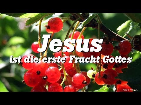 Jesus ist die erste Frucht Gottes
