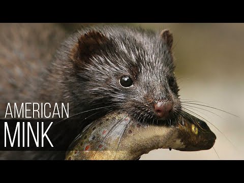 AMERICAN MINK is a strong, voracious and fearless animal. Mink versus lynx, coyote, swan, fish