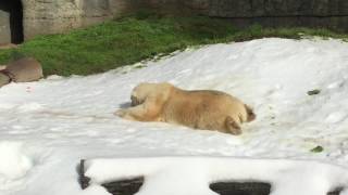 Polar Bear Snow Day